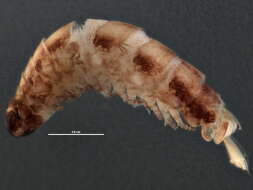 Image of bristly millipede