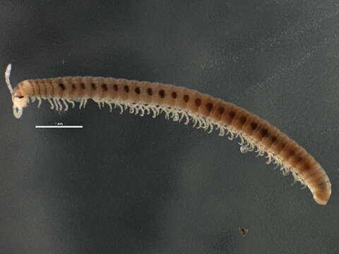 Image of millipedes