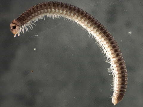 Image of millipedes