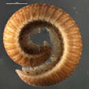 Image of Polyzoniidae