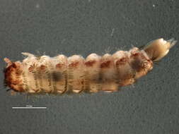 Image of bristly millipede