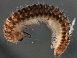 Image of Craspedosoma rawlinsii Leach 1814