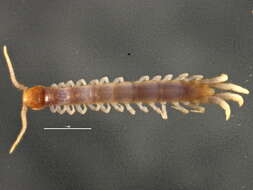 Image of Lithobius subgen. Sigibius Chamberlin 1913