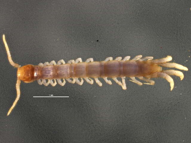 Image of Lithobius subgen. Sigibius Chamberlin 1913