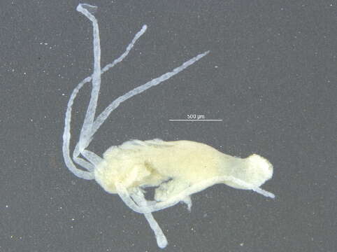 Image of Brown hydra