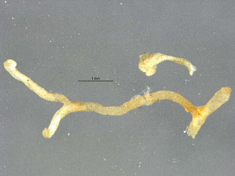 Image of Phylactolaemata
