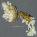 Image of Pectinatella