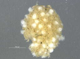 Image of Pectinatella