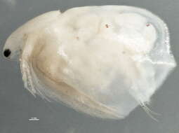 Image of Simocephalus