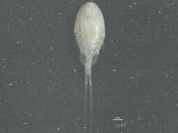 Image of Cyclopoid copepods