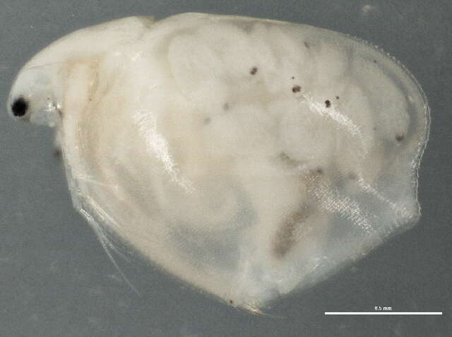 Image of Simocephalus