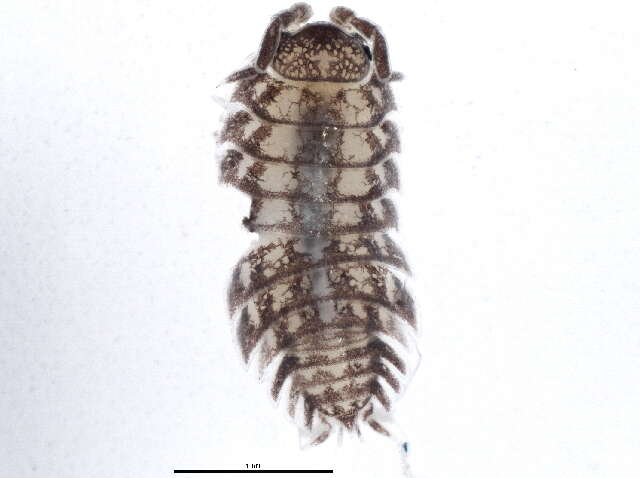 Image of Trachelipus Budde-Lund 1908