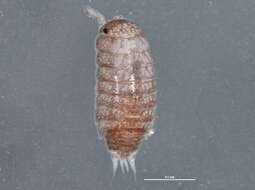 Image of common pygmy woodlouse