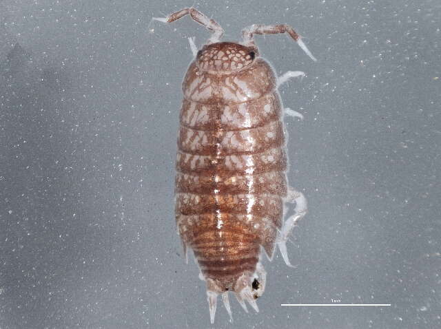 Image of common pygmy woodlouse