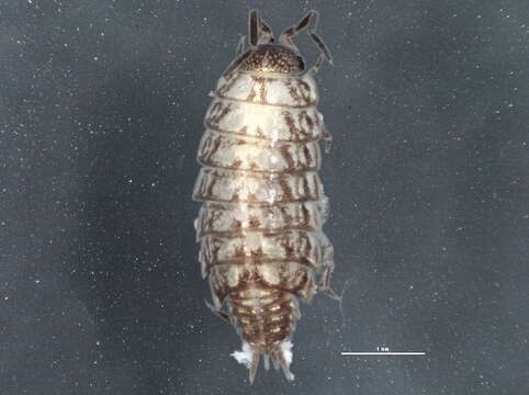 Image of Philoscia Latreille 1804