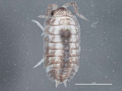 Image of Isopod