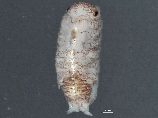 Image of common pygmy woodlouse