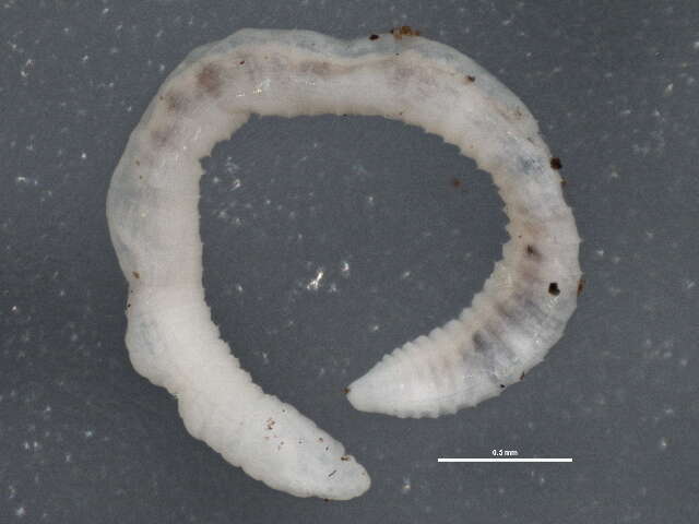 Image of Ice worm