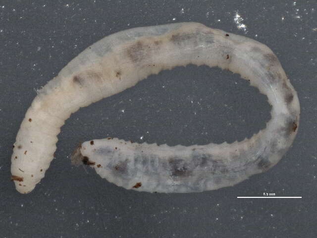 Image of Ice worm