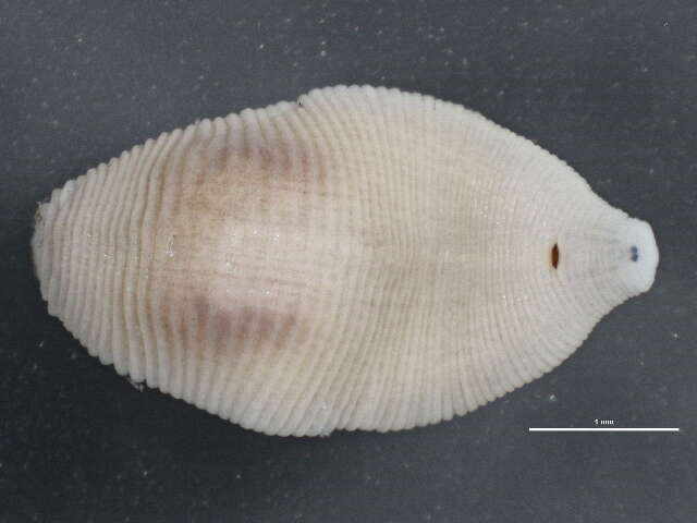 Helobdella stagnalis (Linnaeus 1758)的圖片