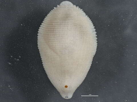 Image of Helobdella stagnalis (Linnaeus 1758)