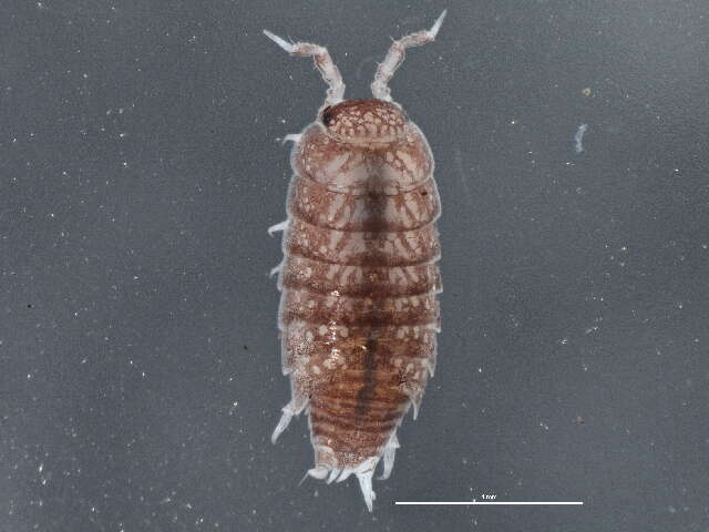 Image of common pygmy woodlouse