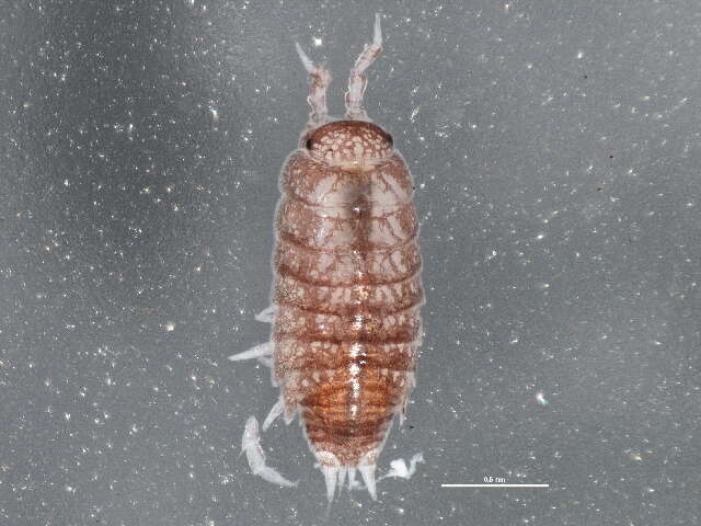 Image of common pygmy woodlouse