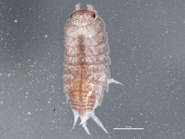 Image of common pygmy woodlouse