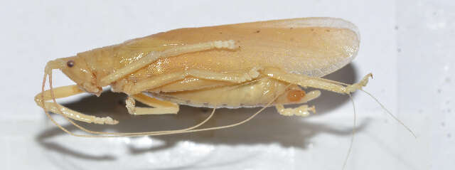Image of Pseudophyllinae