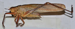 Image of katydid