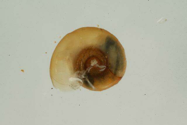 Image of Gyraulus circumstriatus (Tryon 1866)