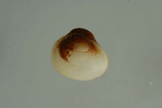 Image of Pisidium rotundatum Prime 1852