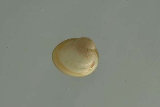 Image of Pisidium ventricosum Prime 1851