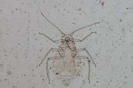 Image of Aphid