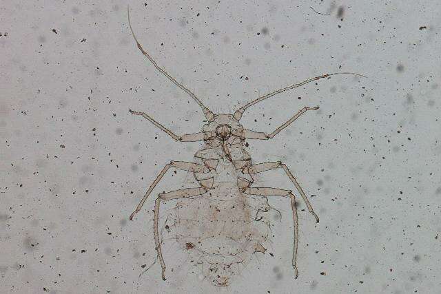 Image of Aphid