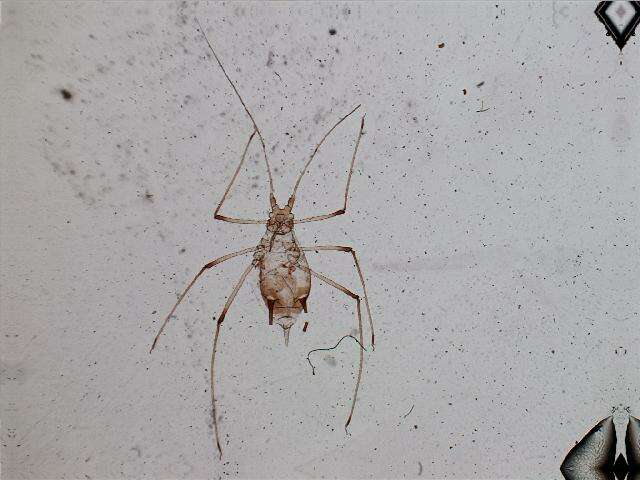 Macrosiphum (Neocorylobium) coryli Davis 1914的圖片