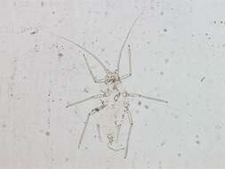 Image of Aphid