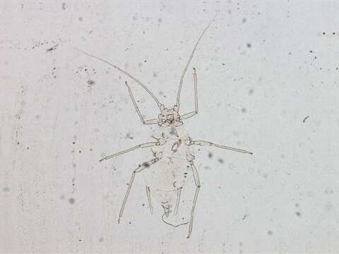 Image of Aphid