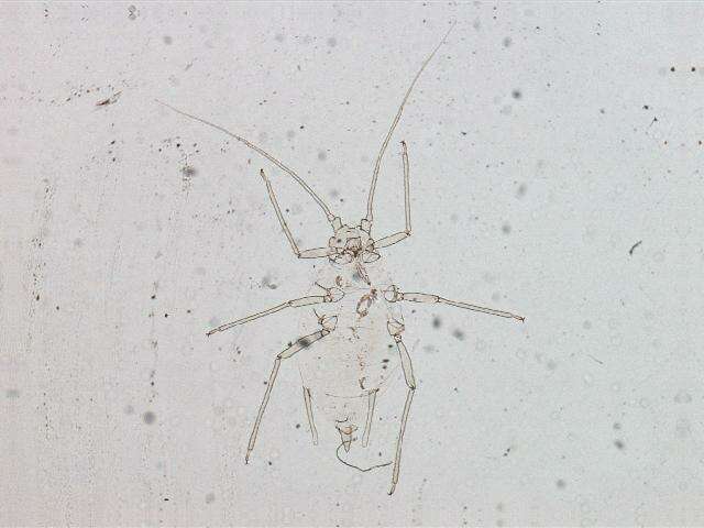 Image of Aphid