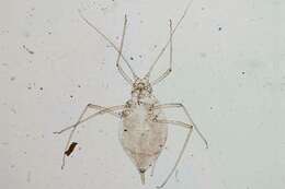 Image of Caragana aphid