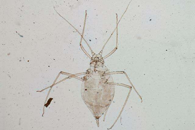 Image of Caragana aphid