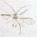 Image of Illinoia (Illinoia) morrisoni (Swain 1918)