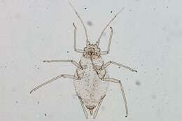 Image of Capitophorus hudsonicus Robinson 1979