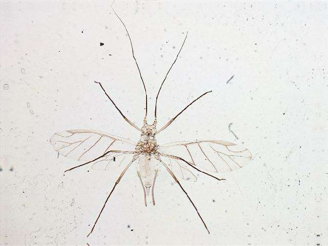 Image of Acyrthosiphon (Acyrthosiphon) macrosiphum (Wilson & H. F. 1912)