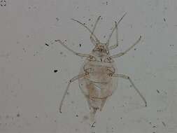 Image of Utamphorophora