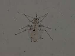 Image of Aphis