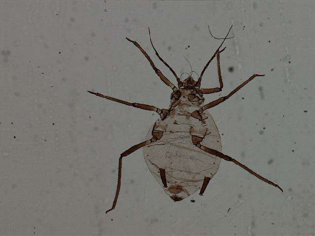 Image of Rhopalosiphum enigmae Hottes & Frison 1931