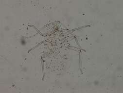 Image of Pterocallis (Pterocallis) rhombifoliae (Granovsky 1928)