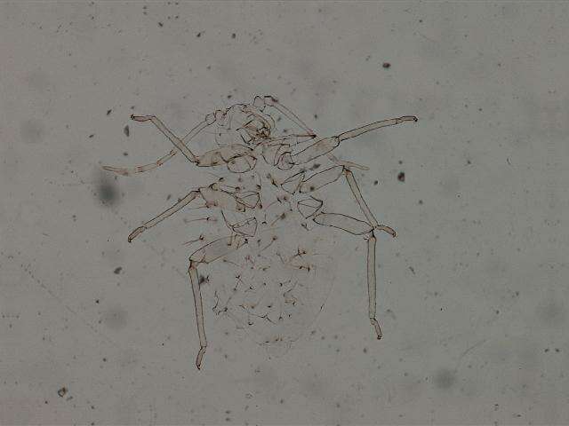 Image of Pterocallis (Pterocallis) rhombifoliae (Granovsky 1928)
