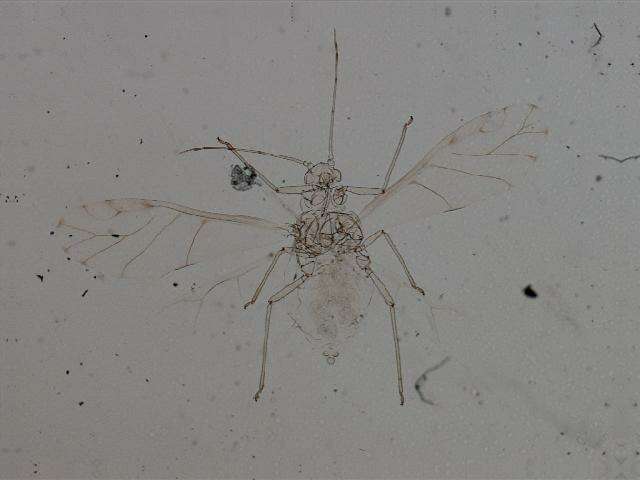 Image of Myzocallis (Neomyzocallis) punctata (Monell 1879)